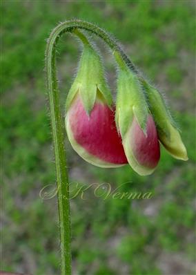  Inflorescence